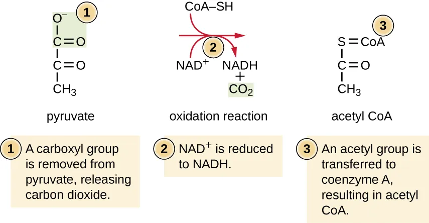 Step 1: A carboxyl group is removed from pyruvate, releasing carbon dioxide. Step 2: NAD+ is reduced to NADH. Step 3: An acetyl group is transferred to coenzyme A, resulting in acetyl CoA.