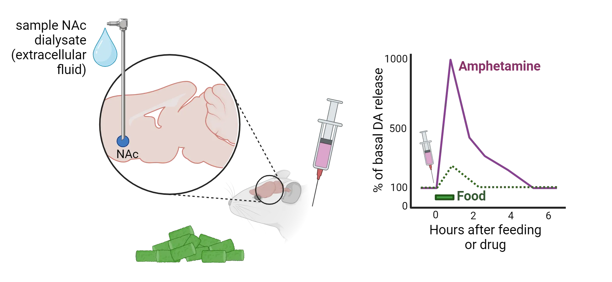 Left is an illustration of a metal probe targeting the NAc of a rodent who is being given food or injected with something. The tube samples NAc dialysate (extracellular fluid). Right is a graph of % of basal DA release (y-axis) versus hours after feeding or drug. Amphetamine curve shows much higher peak and longer recover than food.