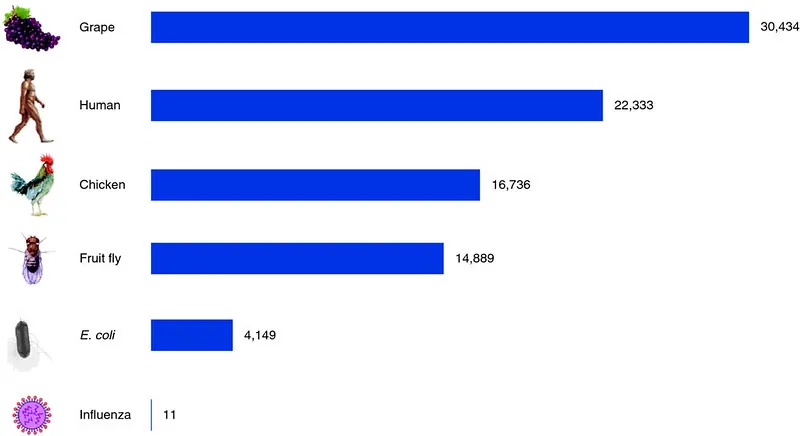 A bar graph of gene count, showing a grape, human, chicken, fruit fly, E. coli, and influenza, illustrates how visual evidence might be used in a position arugment.