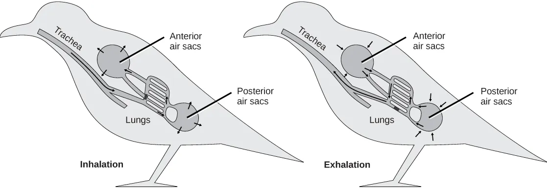 The illustration shows the direction of airflow in both inhalation and exhalation in birds. During inhalation, air passes from the beak down the trachea to the posterior air sac located behind the lungs. From the posterior air sac, air enters the lungs, and the anterior air sac in front of the lungs. Air from both air sacs also enters hollows in bones. During exhalation air from hollows in the bones enters the air sacs, then the lungs, then the trachea, where it exits through the beak.