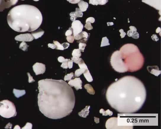 The photo shows small, white shells that look like clamshells, and shell fragments. Each cell is about 0.25 mm across.