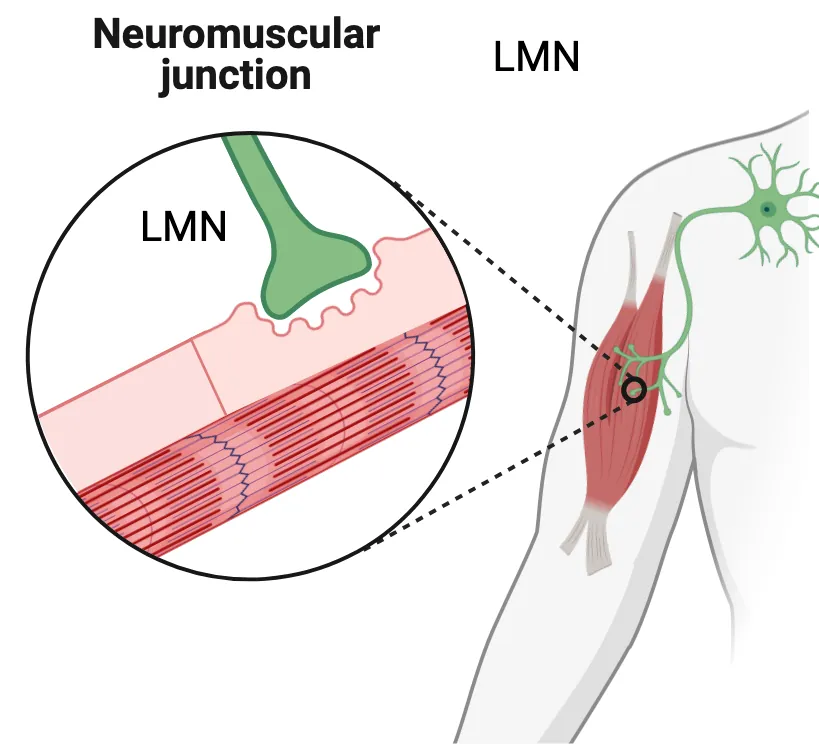 Diagram of a human arm with muscles with a neuron represented as contacting the muscle. An inset shows the neuromuscular junction, which has an axon terminal ending on a muscle fiber. The muscle shows a pocket with ridges where the axon terminal sits.
