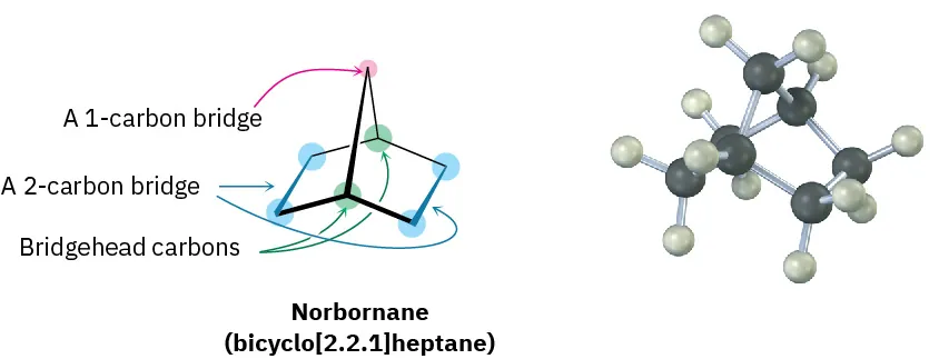 The bond-line structure and ball and stick model of norbornane (bicyclo[2.2.1]heptane). In norbornane, 1-carbon bridge, 2-carbon bridge, and bridgehead carbons are highlighted.