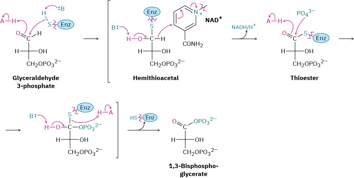 Glyceraldehyde-3-phosphate is converted to 1,3-bisphosphoglycerate via a nicotinamide adenine dinucleotide phosphate cation-mediated oxidation of a hemithioacetal intermediate,  which undergoes a thioester condensation, and elimination to provide  1,3-bisphosphoglycerate. 