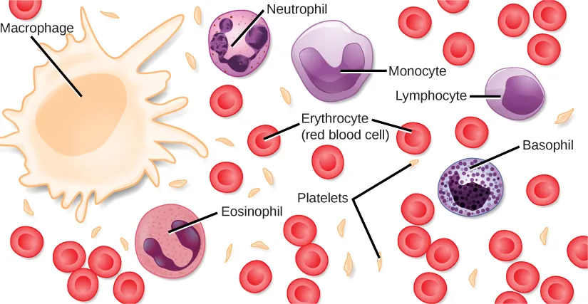 Different types of blood cells are shown. Red blood cells are disc-shaped, with a central indentation. Platelets are much smaller than red blood cells, narrow and long. Neutrophils, eosinophils, lymphocytes, monocytes and basophils are all about three times the diameter of a red blood cell and round. They differ in the shape of the nucleus, and in the presence or absence of granules in the cytoplasm. Macrophages, which are the largest cell type, have pseudopods which give them an irregular shape.
