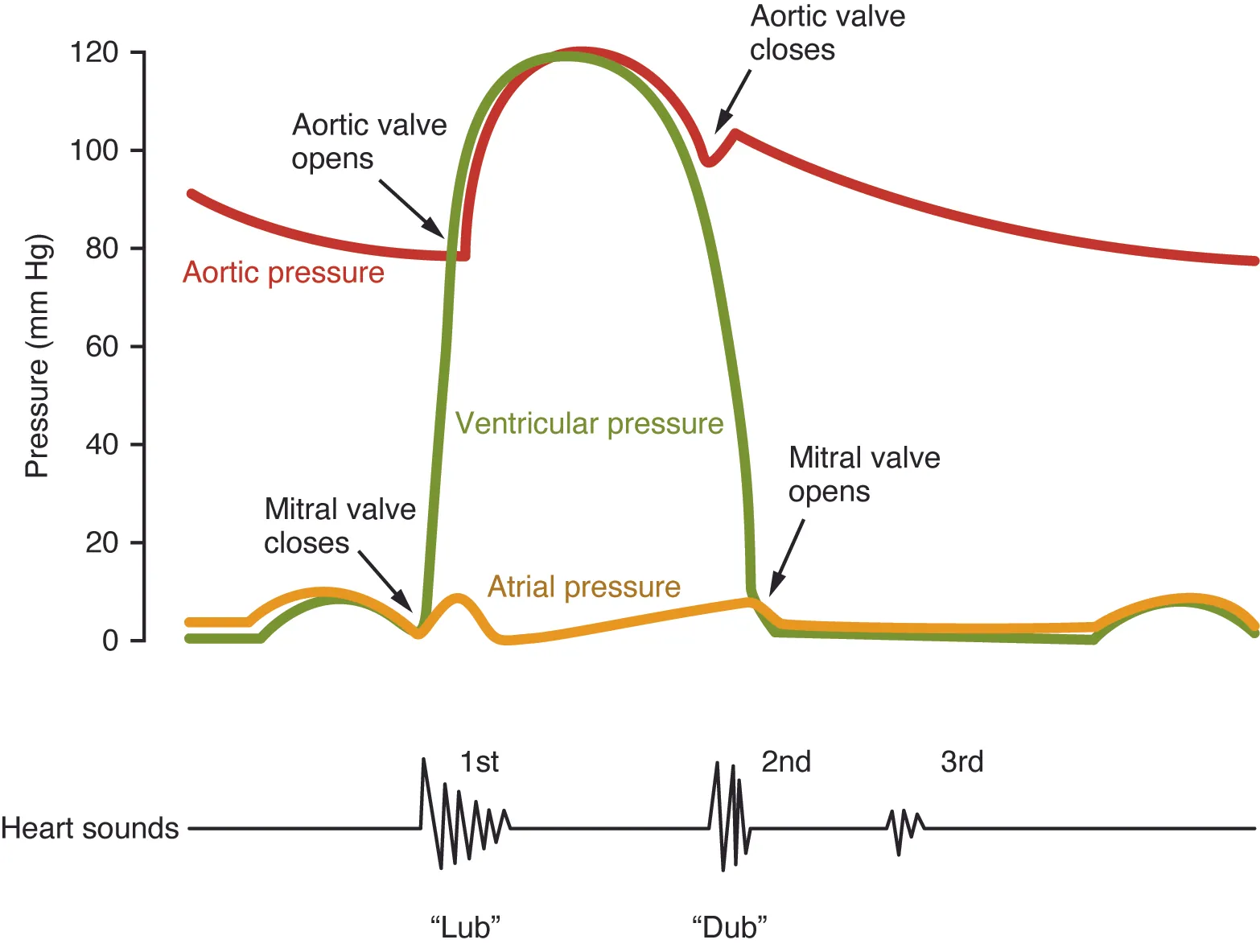 This image shows a graph of the blood pressure with the different stages labeled. Under the graph, a line shows the different sounds made by the beating heart.