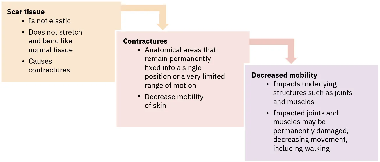 Flowchart illustrating how scar tissue can lead to contractures, which then result in decreased mobility and potentially permanent damage to joints and muscles.