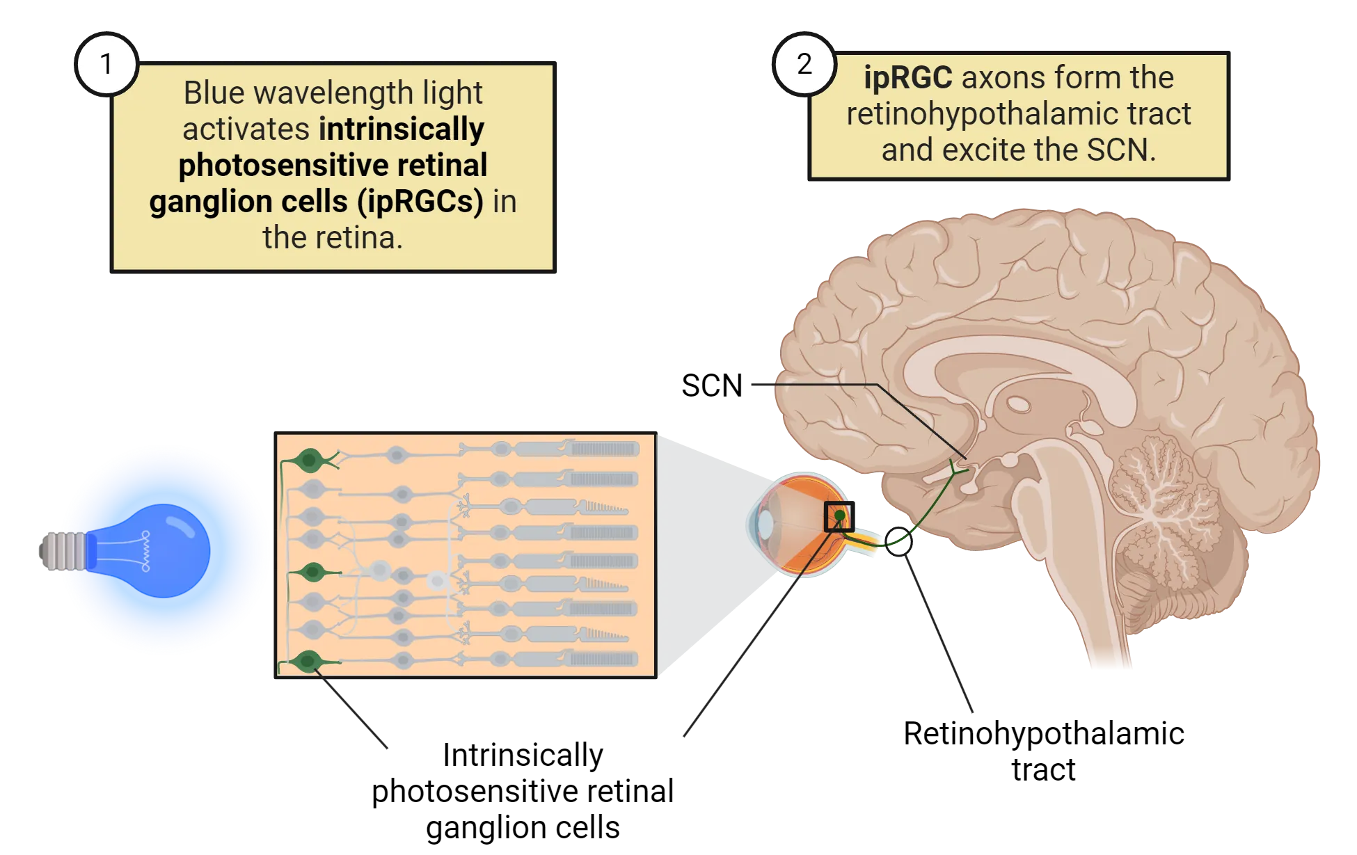 Diagram of human eye/retina and sagittal brain, connected by a single axon tract. 1) Blue wavelength light activates intrinsically photosensitive retinal ganglion cells (ipRGCs) in the retina. 2) ipRGC axons form the retinohypothalamic tract and excite the SCN.
