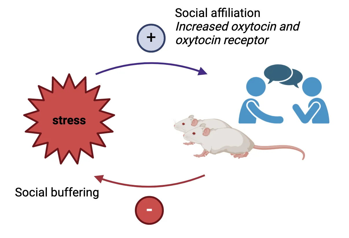Diagram representing the social buffering loop. Stress is shown increasing social affiliation (increased oxytocin and oxytocin receptor), which drives affiliation in rodents and humans, which then inhibits stress (social buffering).