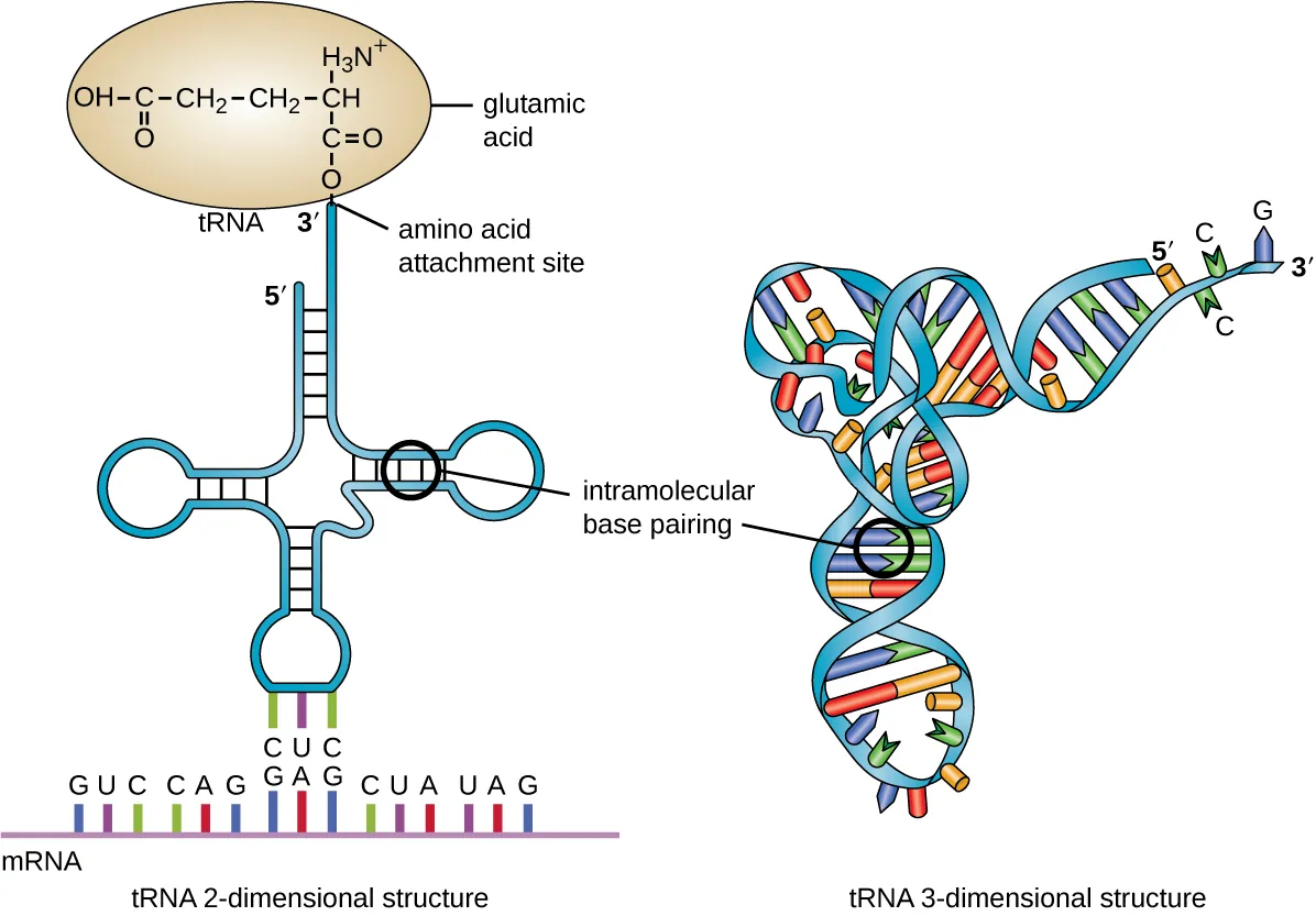 A diagram of the 2-dimentional tRNA which is a single long strand of RNA folded into a plus shape with loops on the sides and bottom. The regions where the tRNA is folded so that there are 2 parts of the strand forming the linear portions of the plus are held together by hydrogen bonds labeled intramolecular pairing. The loop at the bottom has a set of 3 letters that are complimentary to 3 letters on the mRNA. The top part of the plus has a single stranded end at the 3-prime end; this is attached to an amino acid. B) The 3-dimentional structure looks like single strand folded into a double stranded structure with a bend in the middle.