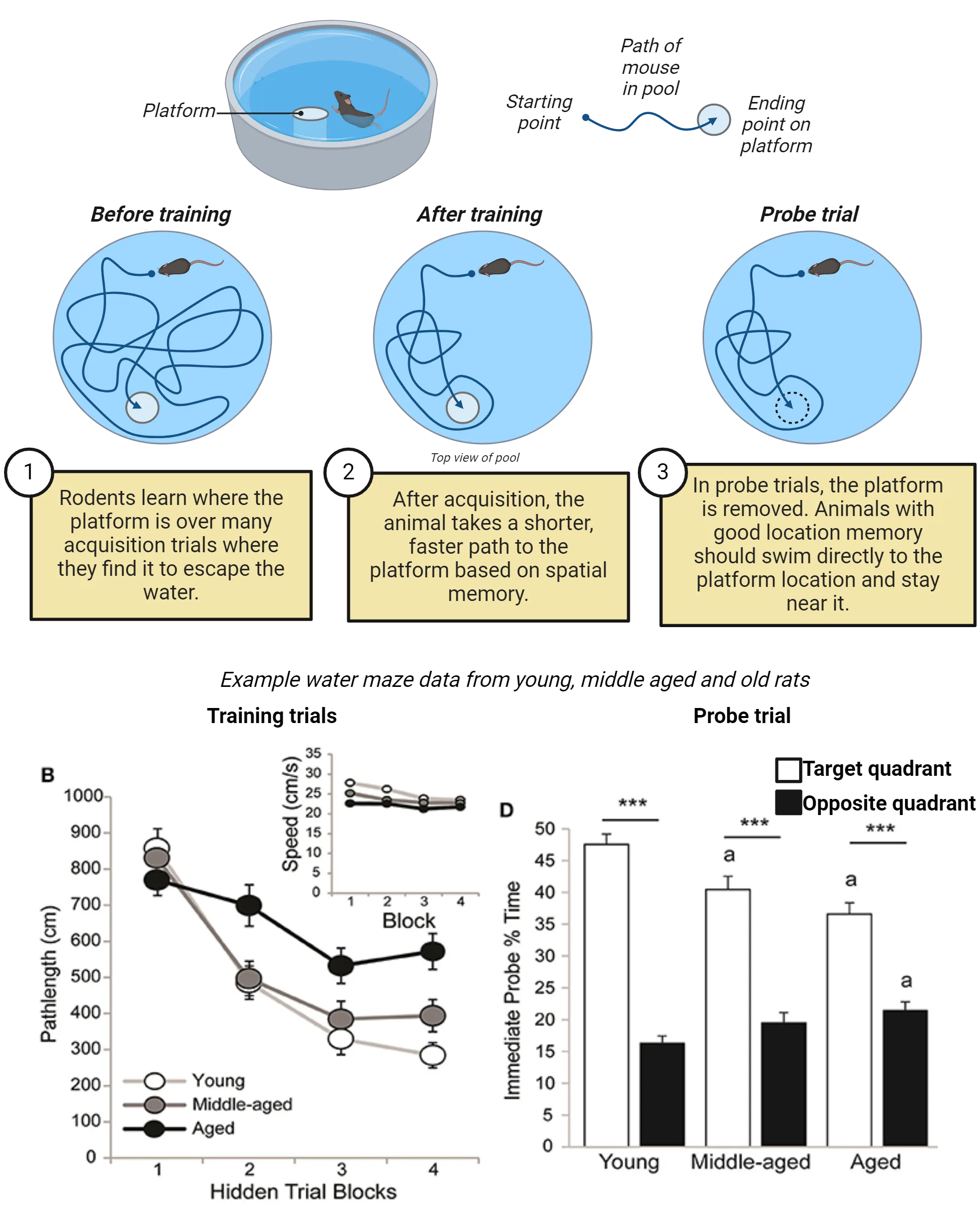 Top shows a diagram of water maze task. The maze is a circular pool with a escape platform beneath the water surface. Rodents learn where the escape is over many acquisition trials. A mouse is shown finding the escape with shorter path distance over training. In probe trials, the escape is removed. Animals with good location memory should swim directly to the escape and stay near it. Bottom shows two graphs. One is a line graph of pathlength (cm) over blocks of training trials. Young, middle aged and aged rats decrease distance over days of training trials, though young and middle-aged do so faster than aged. A bar graph shows percent time in target quadrant in probe trial. Aged rats show less percent time than middle aged which is less than young.