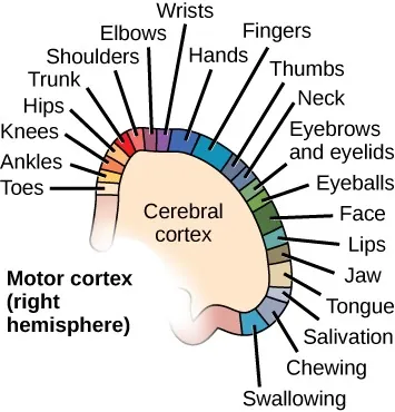 Illustration shows the arrangement of the motor cortex of the right hemisphere of the cerebral cortex: clockwise from upper left to lower right: toes, ankles, knees, hips, trunk, shoulders, elbows, wrists, hands, fingers, thumbs, neck, eyebrows and eyelids, eyeballs, face, lips, jaw, tongue, salivation, chewing, swallowing.