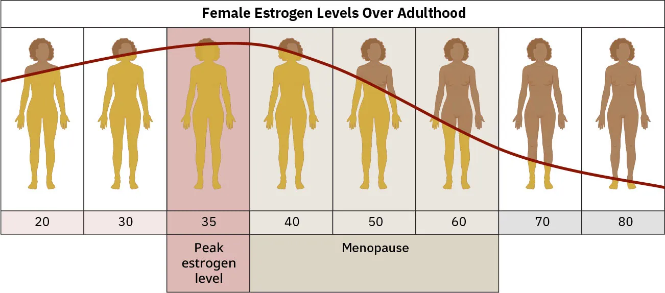Illustration showing Female Estrogen Levels Over Adulthood, with levels rising from age 20 to peak levels at 35 years, and then dropping steadily during Menopause (age 40-69) until 80+ years.