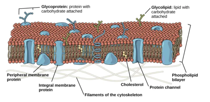 The plasma membrane is composed of a phospholipid bilayer. In the bilayer, the two long hydrophobic tails of phospholipids face toward the center, and the hydrophilic head group faces the exterior. Integral membrane proteins and protein channels span the entire bilayer. Protein channels have a pore in the middle. Peripheral membrane proteins sit on the surface of the phospholipids, and are associated with the phospholipid head groups. On the exterior side of the membrane, carbohydrates are attached to certain proteins and lipids. Filaments of the cytoskeleton line the interior of the membrane.