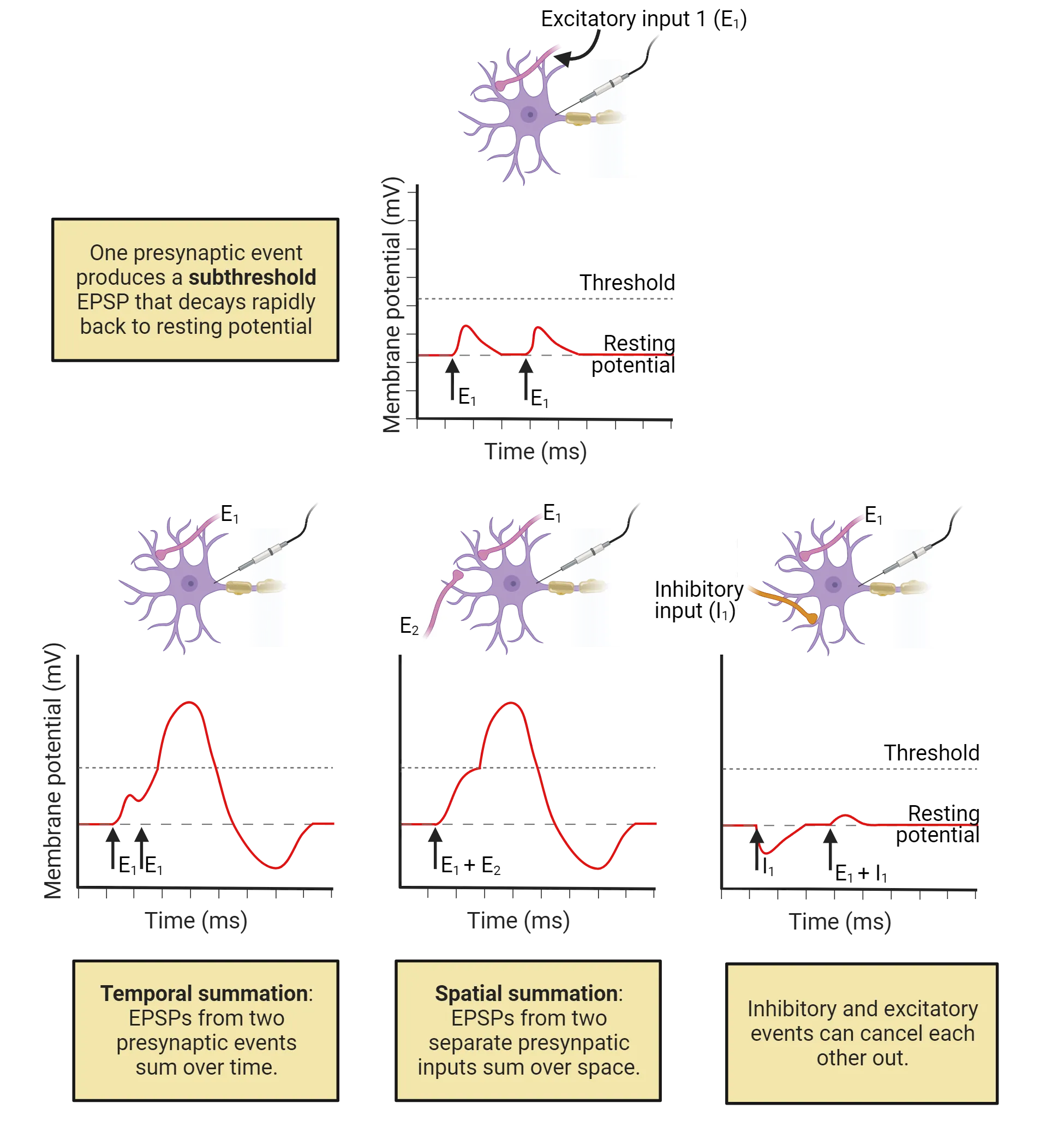 Top: A diagram of a neuron that has 1 excitatory input above a line graph of membrane potential over time of subthreshold EPSP when input fires far apart in time. Bottom (left to right): 1) Top: A diagram of a neuron that has 1 excitatory input. Bottom:  Line graph of membrane potential over time of suprathreshold EPSP when input fires close in time., 2) Top: A diagram of a neuron that has 2 separate excitatory inputs Bottom:  Line graph of membrane potential over time of suprathreshold EPSP when inputs fire together., 3) Top: A diagram of a neuron that has 1 excitatory input and 1 inhibitory Bottom:  Line graph of membrane potential over time of IPSP when inhibitory input fires alone and subthreshold EPSP when inputs fire together.