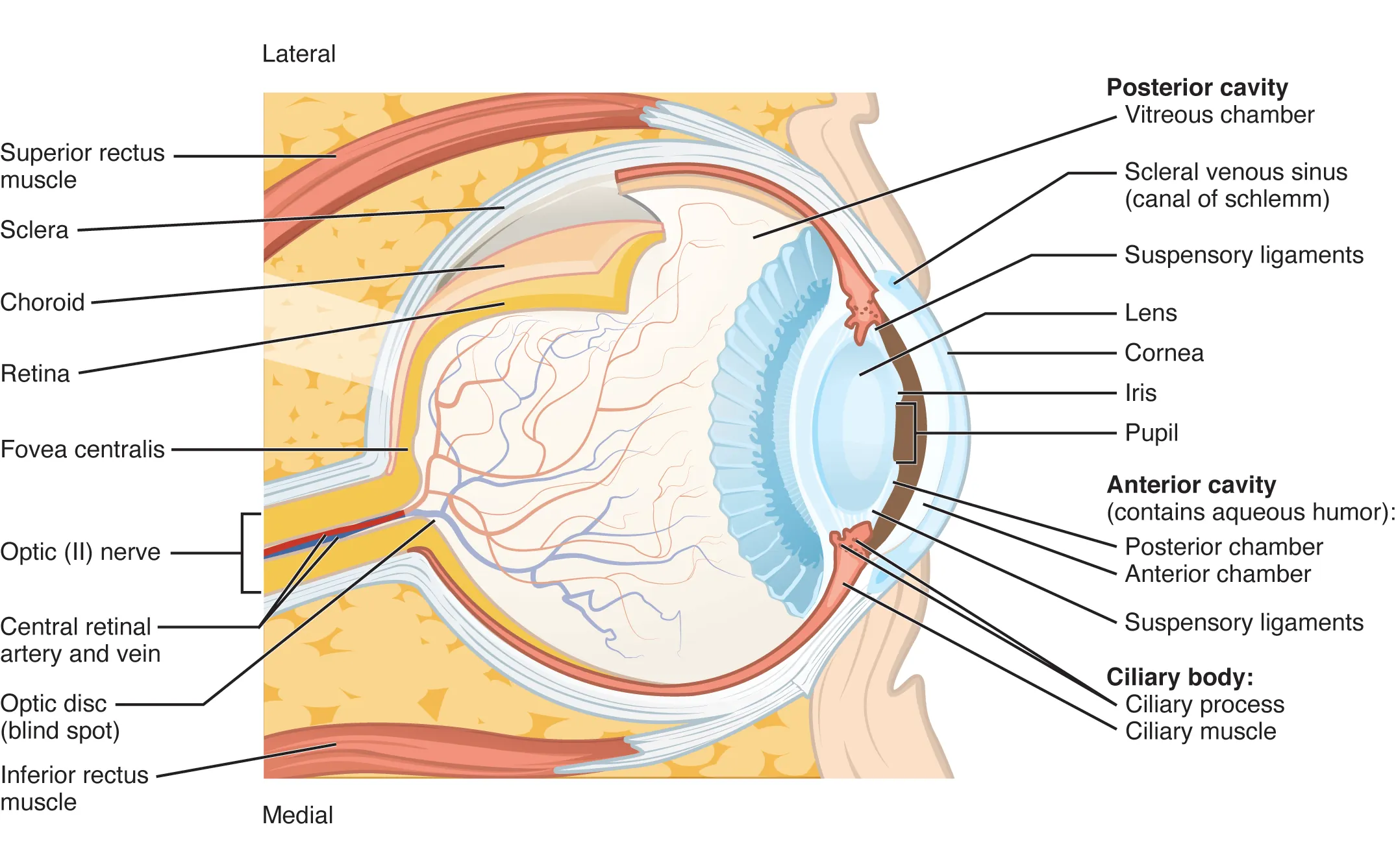 This diagram shows the structure of the eye with the major parts labeled.