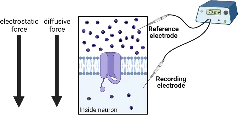 Right: arrows show direction of electrostatic and diffusive force at rest, pushing into cell. Left: Diagram of reference and recording electrodes placed outside and inside a cell membrane. Ions are shown inside and outside the cell. Many Na+ ions are outside the cell.