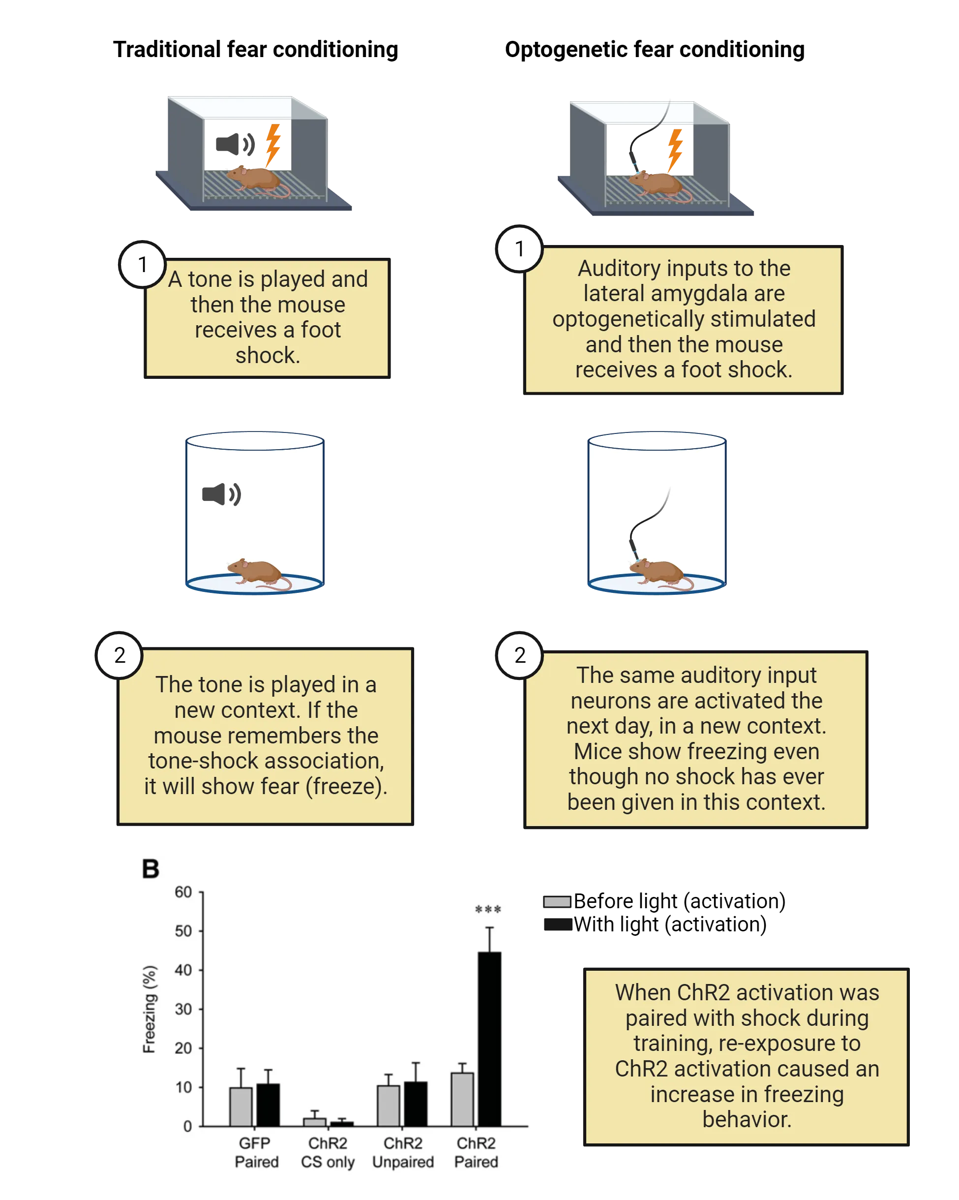 Left (traditional fear conditioning): Picture of a mouse in a box with metal grid floor, a speaker playing sound and electric shock above a picture of a mouse in a cylinder with a speaker playing sound. Right (optogenetic fear conditioning): Picture of a mouse in a box with metal grid floor, a light probe shining in its brain, and electric shock above a picture of a mouse in a cylinder with a light probe shining in its brain. Bottom: A bar graph if %freezing (y-axis) in response to 4 different conditions: GFP paired, ChR2 CS only, ChR2 Unpaired and ChR2 Paired. Pre-CS and CS are shown as bars in each condition.