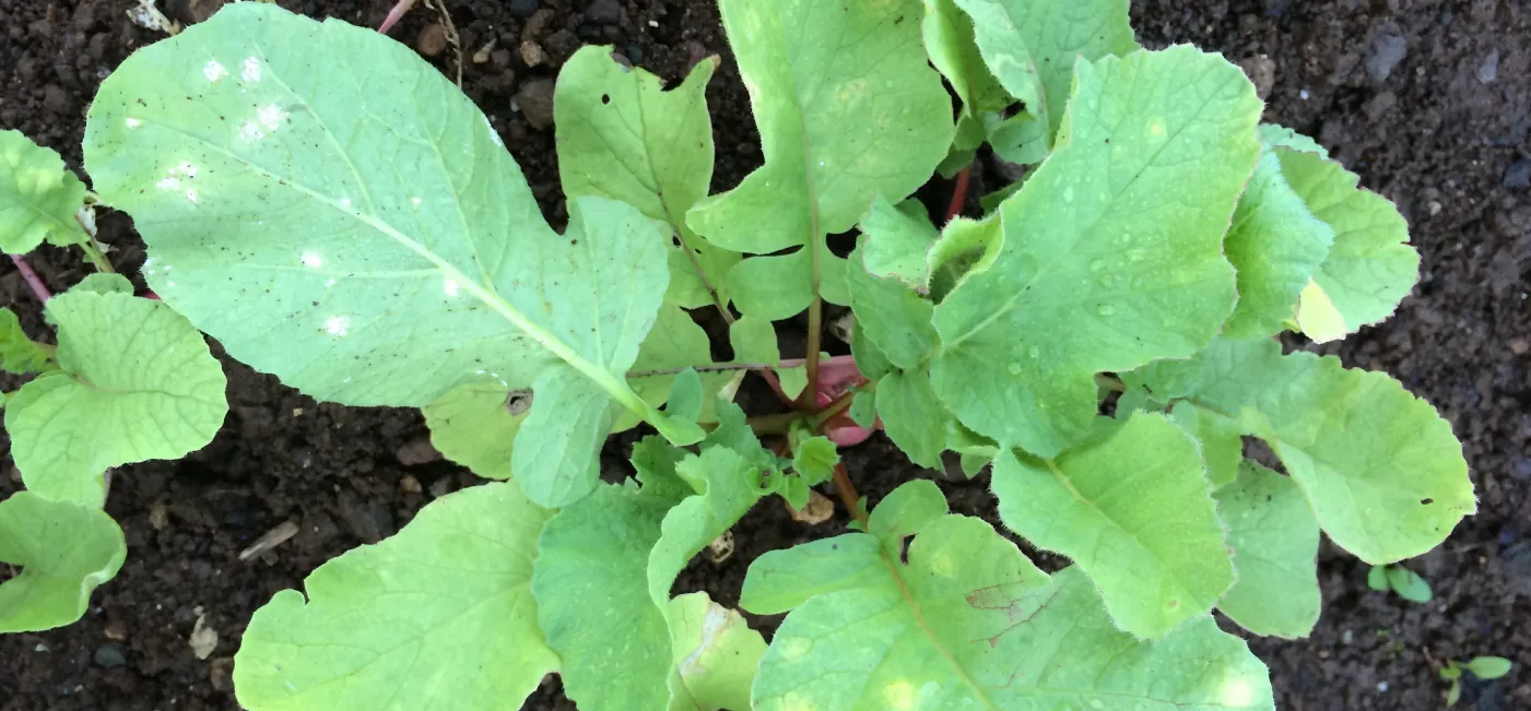The image shows radish plants of various heights sprouting out of dirt.