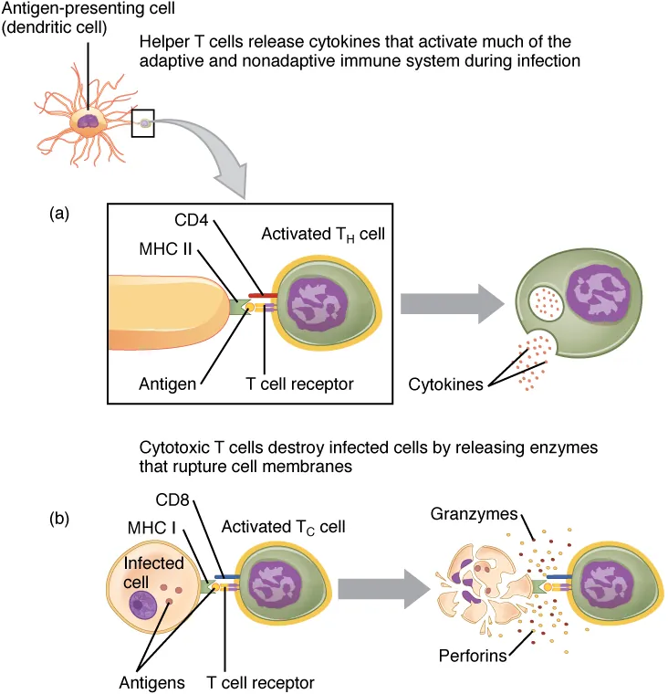This figure shows the different steps in processing an extracellular pathogen.