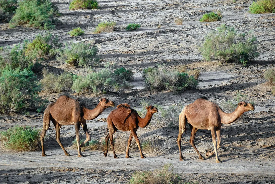 Three dromedary camels walk in a line on a sandy path. They are surrounded by rocky terrain with various clumps of bushes.