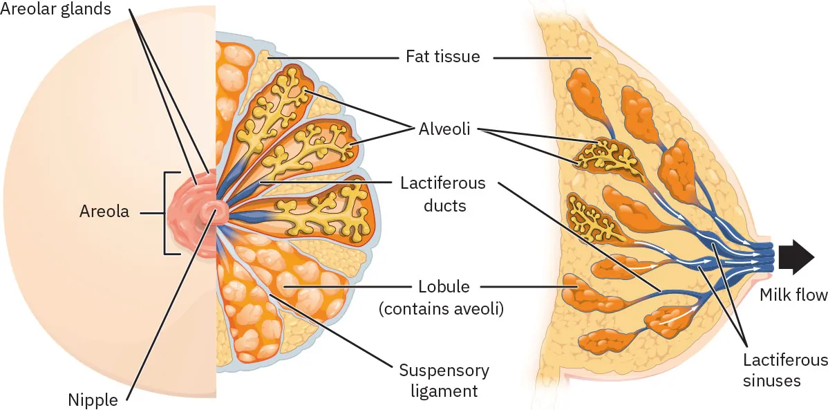 This figure shows the anatomy of the breast. The left panel shows the front view and the right panel shows the side view. The main parts are labeled.