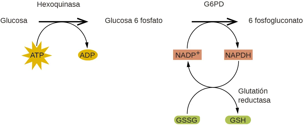 En esta figura se diagrama un mecanismo de reacción. A la izquierda, el nombre Glucosa va seguido de una flecha horizontal que apunta a la derecha, etiquetada como "Hexoquinasa". Debajo de esta flecha y a la izquierda hay una forma de estrella amarilla etiquetada como "A T P". Una flecha curva se extiende desde esta forma hasta la flecha que apunta a la derecha, y hacia abajo a la derecha hasta un pequeño óvalo marrón etiquetado como "A D P". A la derecha de la flecha horizontal se encuentra el nombre Glucosa 6 fosfato, que va seguido de otra flecha horizontal que apunta a la derecha y que lleva la etiqueta "G 6 P D". Un rectángulo pequeño naranja debajo y a la izquierda de esta flecha lleva la etiqueta "N A D P superíndice más". Una flecha curva se extiende desde esta forma hasta la flecha que apunta a la derecha, y baja hacia la derecha hasta un rectángulo pequeño de color salmón etiquetado como "N A P D H". Una flecha curva se extiende desde esta forma por debajo y a la izquierda, de vuelta al rectángulo naranja etiquetado como "N A D P superíndice más". Otra flecha curva se extiende desde un óvalo verde etiquetado como "G S S G" debajo del rectángulo naranja, hasta la flecha que se curva de vuelta al rectángulo naranja. Esta última flecha curva continúa en la parte inferior derecha hasta un segundo óvalo verde etiquetado como "G S H". El extremo de esta flecha curva está etiquetado como "Glutatión reductasa". A la derecha de la flecha horizontal más a la derecha aparece el nombre 6 fosfogluconato.