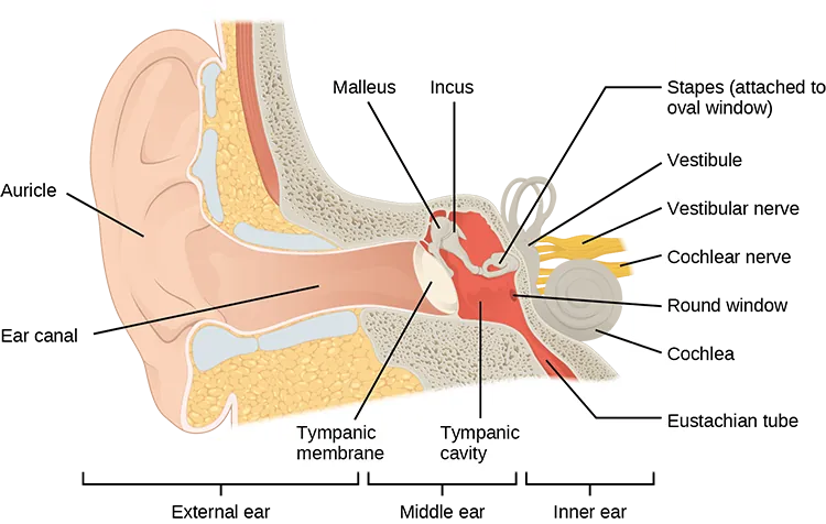 Anatomy of the human ear, illustrating the outer, middle, and inner ear structures including the tympanic membrane, tympanic cavity, and cochlea, essential for hearing and balance.