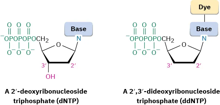 Structure of 2 prime deoxyribonucleoside triphosphate contains a hydroxyl group at C 3 in deoxyribose sugar whereas 2 prime, 3 prime dideoxyribonucleoside triphosphate contains a dye bonded to the base.