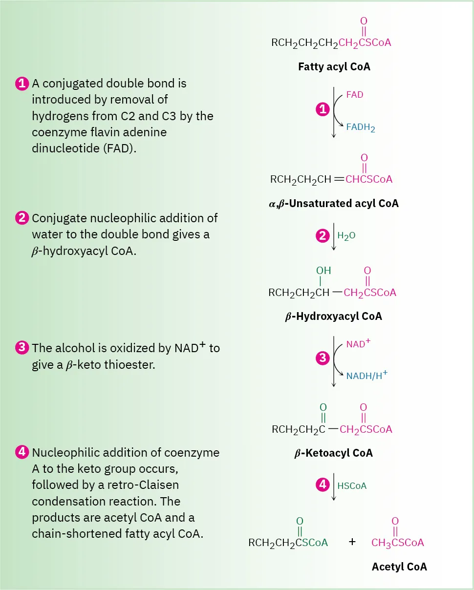 Fatty acyl-coenzyme A reacts to form alpha, beta-unsaturated acyl-coenzyme A. This reacts with water to form beta hydroxyacyl-coenzyme A. This leads to beta-ketoacyl-coenzyme A which further forms acetyl-coenzyme A.