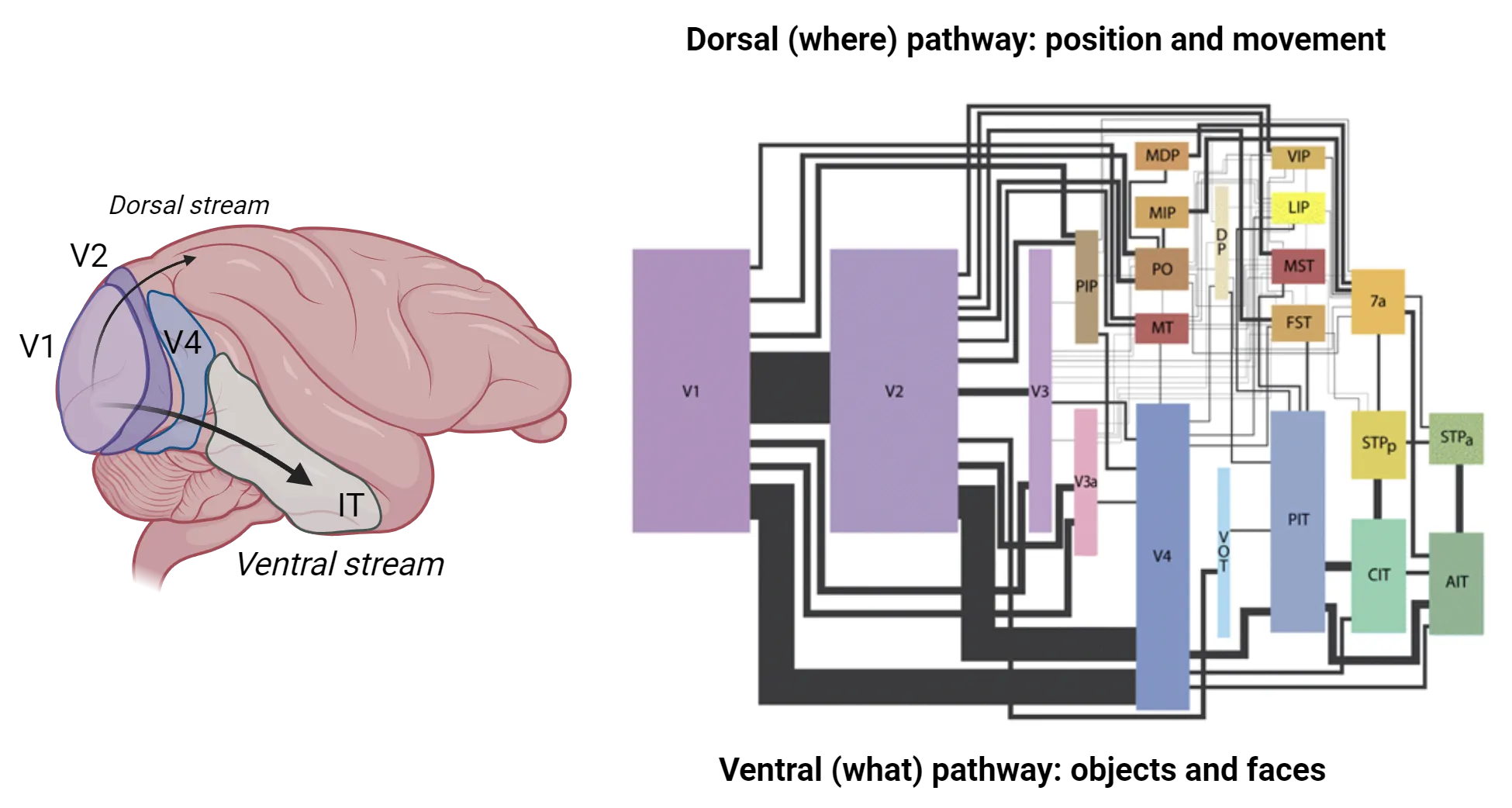 Left is a diagram of a non-human primate brain. V1 is labeled at the most posterior end of the cortex. Anterior to V1 is V2. V4 is anterior to V2, but does not extend all to the way to the dorsal surface of the brain. IT is anterior to V4 and is contained more ventrally, within the temporal lobe. Arrows represent information flow of the dorsal stream (V1 to V2 to dorsal side of brain) and ventral stream (V1 to V2 to V4 to IT). Right is a circuit diagram where boxes of different sizes represent brain regions with lines connecting them. The dorsal (where) pathway for position and movement is on top and the ventral (what) pathway for objects and faces is on bottom. The largest areas are V1 and V2, which are part for both pathways. From there, there are many smaller areas, all heavily interconnected with each other and even between the two pathways. 