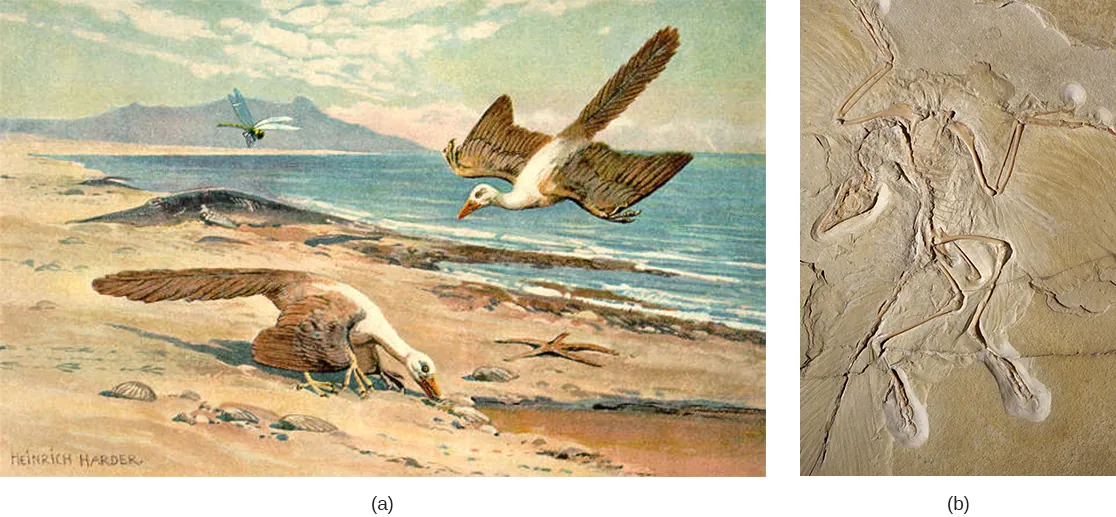 Part a shows a bird on the ground, and another coasting toward the ground. Part b shows a fossilized bird, with feathers visible.