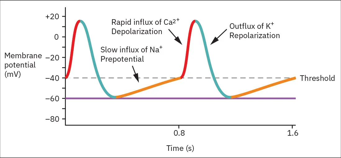 A diagram showing the prepotential phase.