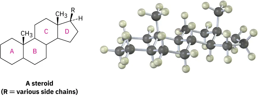 The structure and ball-and-stick model of steroid in which R equals various side chains. It comprises three cyclohexane labeled A, B, and C fused together to another cyclopentane labeled D.