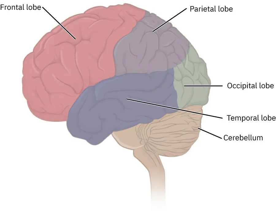 This figure shows the lateral view of the brain and the major lobes are labeled.