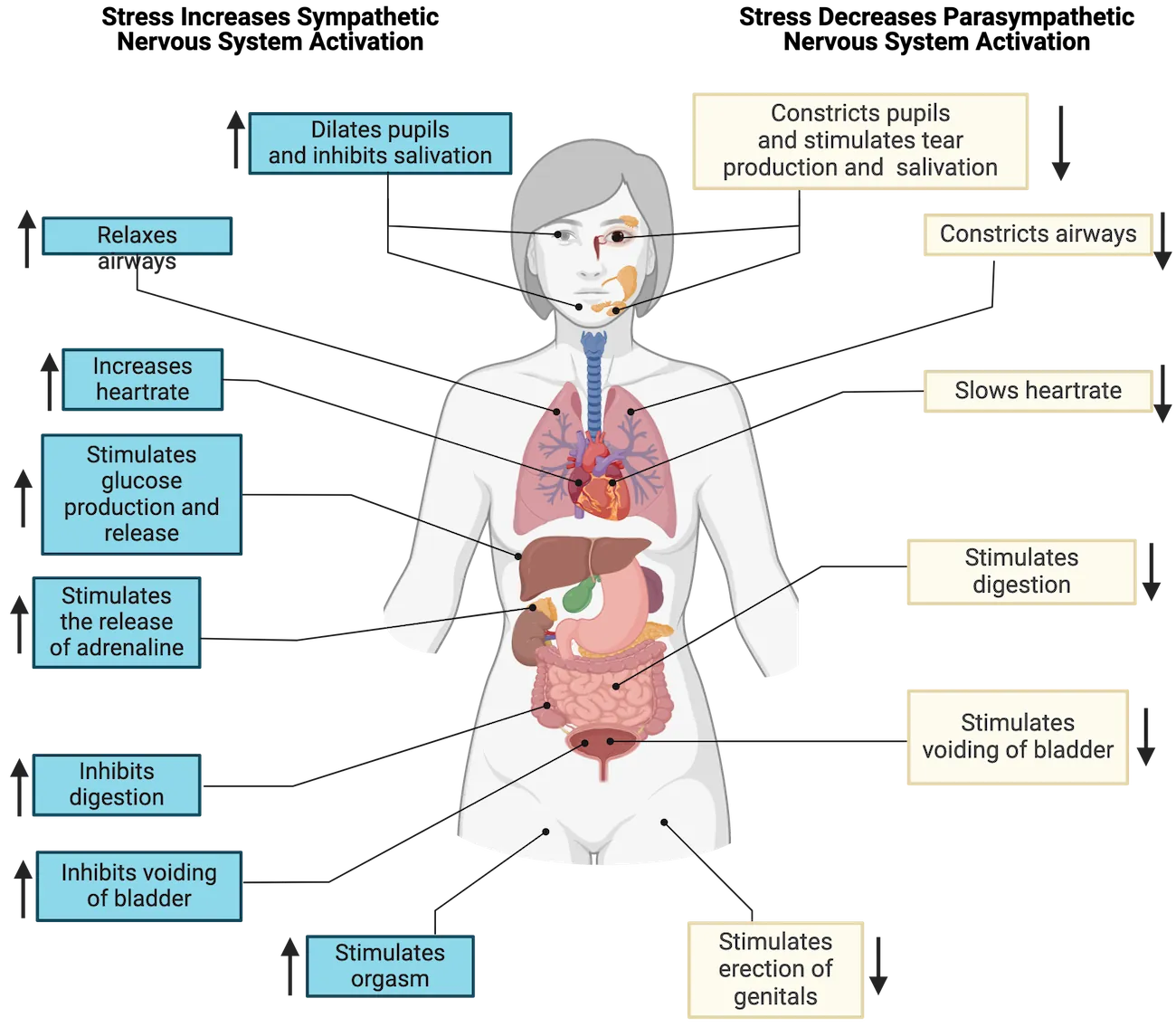 Diagram of the human body with organs highlighted with functions regulated by the autonomic nervous system. Sympathetic functions are all shown increasing while parasympathetic functions decrease. Parasympathetic functions: constricts pupils and stimulates tear production and salivation, constricts airways, slows heartrate, stimulates digestion, stimulates voiding of bladder, stimulates erection of genitals. Sympathetic functions: dilates pupils and inhibits salivation, relaxes airways, increases heartrate, stimulates glucose production and release, stimulates the release of adrenaline, inhibits digestion, inhibits voiding of bladder, stimulates orgasm.