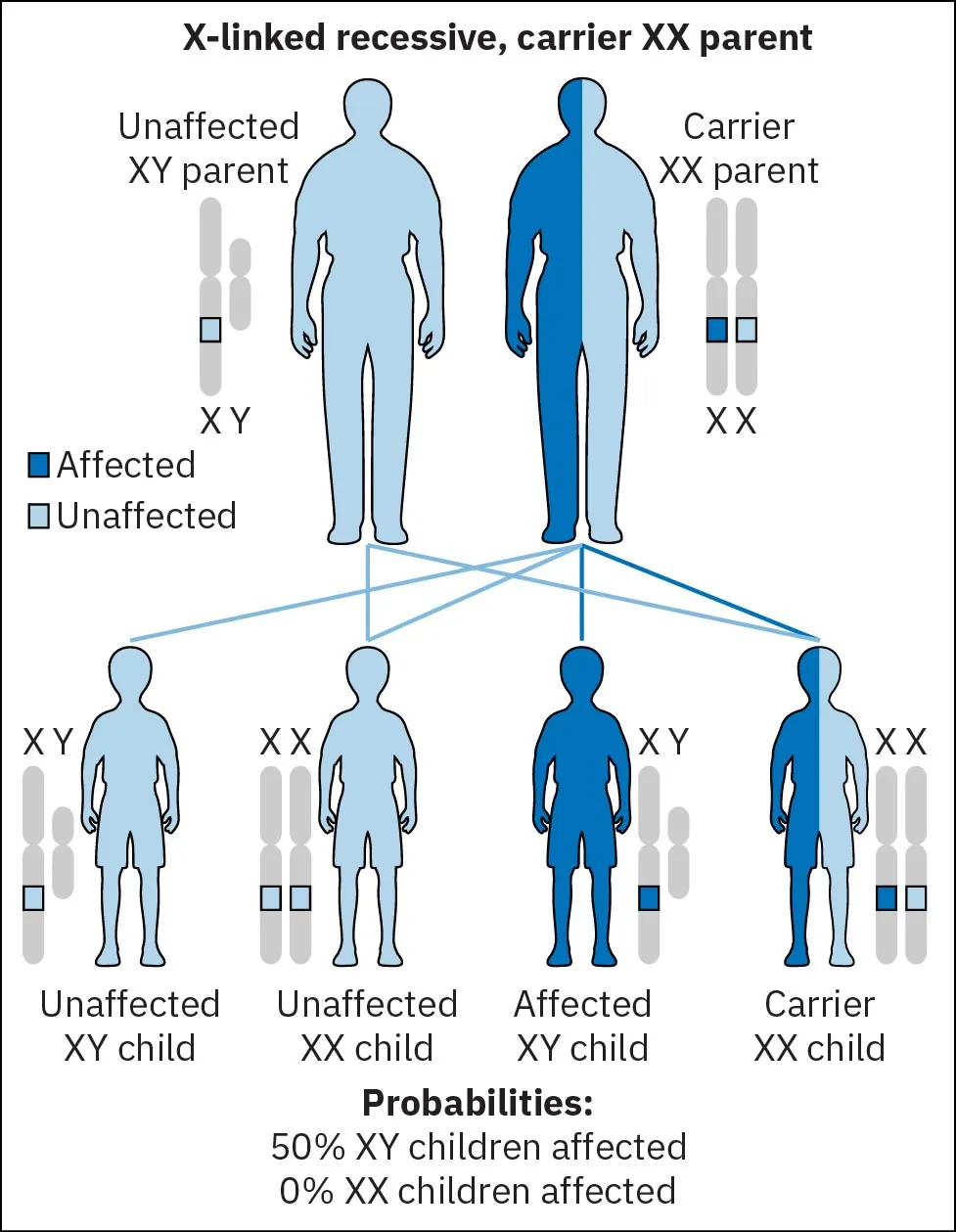 This figure shows the offspring from a carrier mother with the X-linked recessive inheritance.