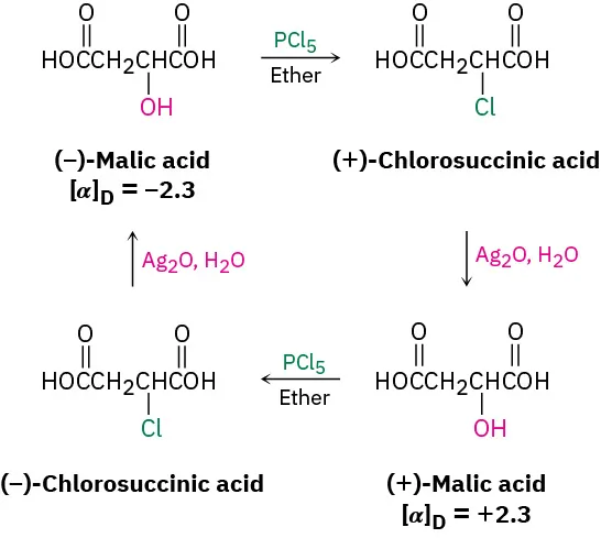 Minus and plus malic acid react with phosphorus pentachloride making plus and minus chlorosuccinic acid, which react with silver oxide and water making plus and minus malic acid respectively.