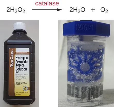 A chemical equation showing hydrogen peroxide being broken down to water and oxygen by catalase. Below is an image of hydrogen peroxide in a bottle and contact cleaner.