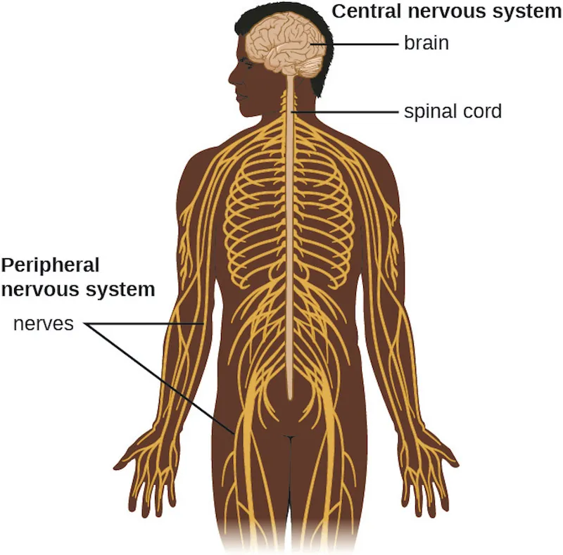 Diagram of the nervous system. The central nervous system is made of the brain and spinal cord. The peripheral nervous system is made of ganglions (near the spinal cord) and nerves that run throughout the body.