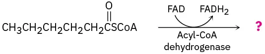 Hexyl CoA reacts in the presence of Acyl  CoA dehydrogenase and favin adenine dinucleotide to form an unknown product represented as a question mark.