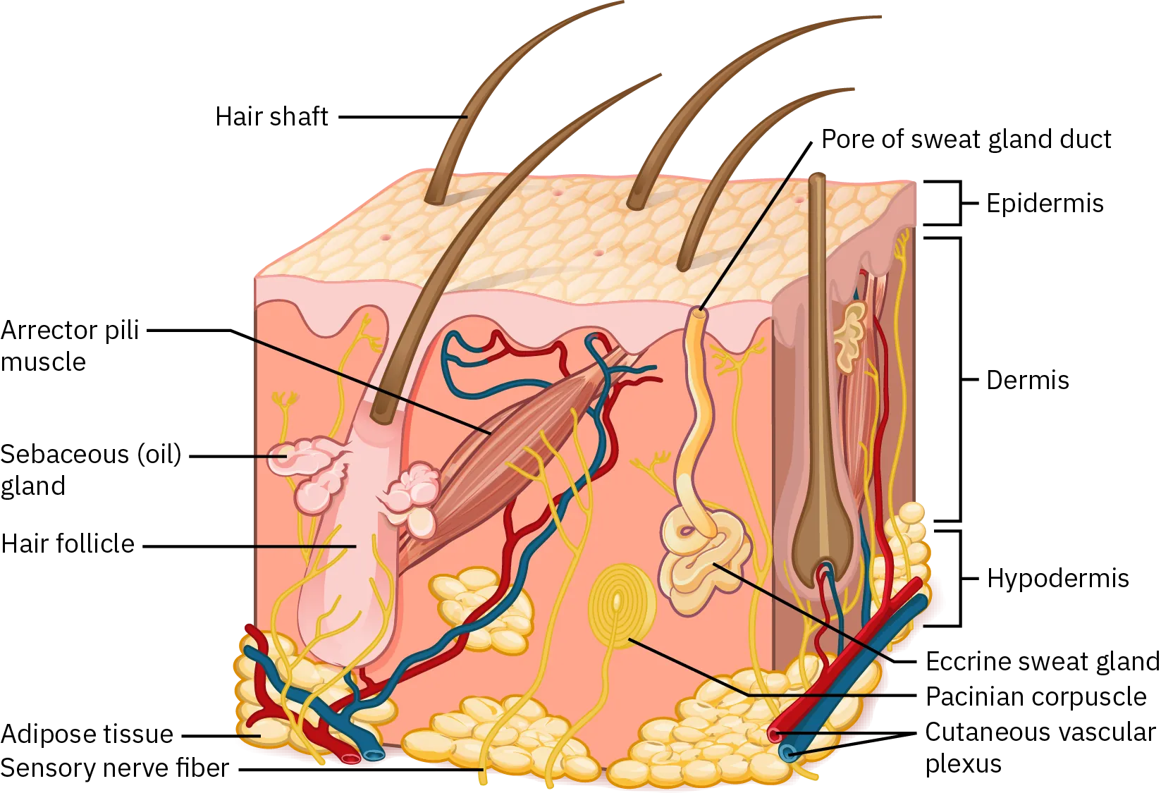 A drawing shows the three basic skin layers and the components included in each layer. The bottommost layer is the hypodermis. This layer contains adipose tissue, Pacinian corpuscle, and the cutaneous vascular plexus. Sensory nerve fibers, hair follicles, and eccrine sweat glands start in this layer and continue through the other two. The next layer is the dermis. Nerve fibers, hair follicles, sweat glands, and the cutaneous vascular plexus continue in this layer of skin. The sebaceous, or oil, gland is found here, as is the arrector pili muscle. The final layer of skin is the epidermis. The pore of the sweat gland and hair shafts are found on this layer.