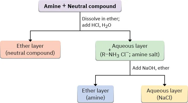 The separation process of amines. Amine and neutral compound is dissolved in ether. Acid dissolves the amine as the protonated salt. Sodium hydroxide and ether are added to obtain amine.