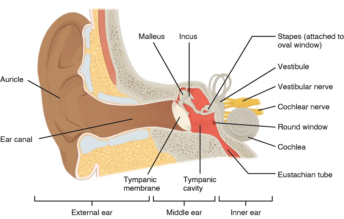 This image shows the structure of the ear with the major parts labeled. The external ear contains the auricle, ear canal, and tympanic membrane. The middle ear contains the ossicles and is connected to the pharynx by the Eustachian tube. The inner ear contains the cochlea and vestibule, which are responsible for audition and equilibrium, respectively.