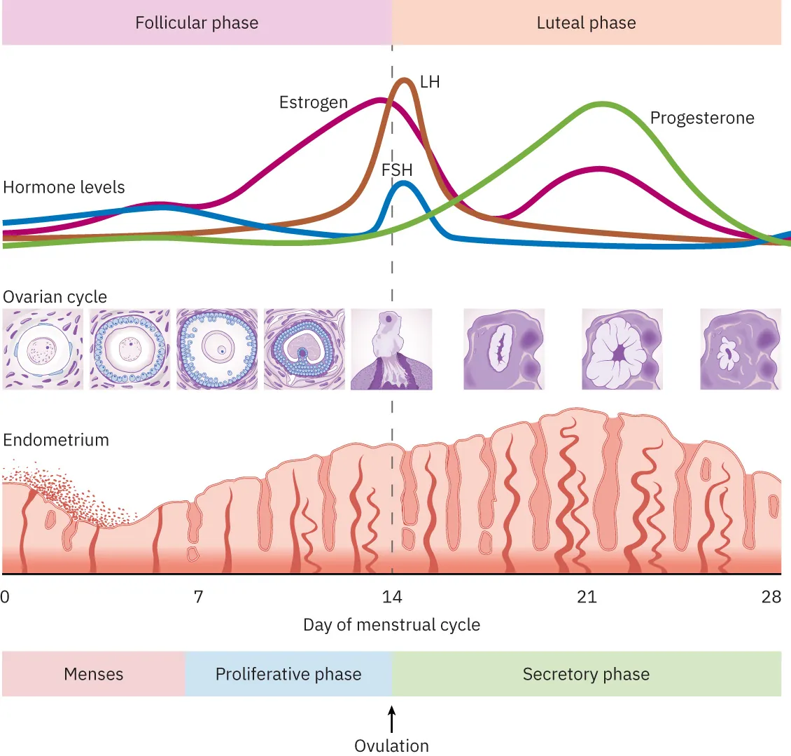 Menstrual cycle showing follicular phase (days 0-14; menses and proliferative phase) and Luteal phase (day 14-28; secretory phase). Ovulation at day 14. Images display hormone levels, ovarian cycle, and endometrium during phases.