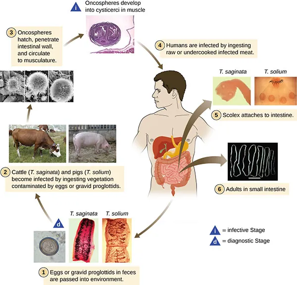 Eggs or gravid proplottidis from an infected individual are passed into the environment; this is the diagnostic stage. Cattle (T. saginata) and pigs (T. solium) become infected by ingesting vegetation contaminated by eggs or gravid proglottids. Oncospheres hatch, penetrating intestinal wall and circulate to musculature. The oncospheres develop into cysticerci in muscles and become infective. Humans are infected by ingesting raw or undercooked infected meat. The scolex attaches to intestine and adults are found in the small intestine.