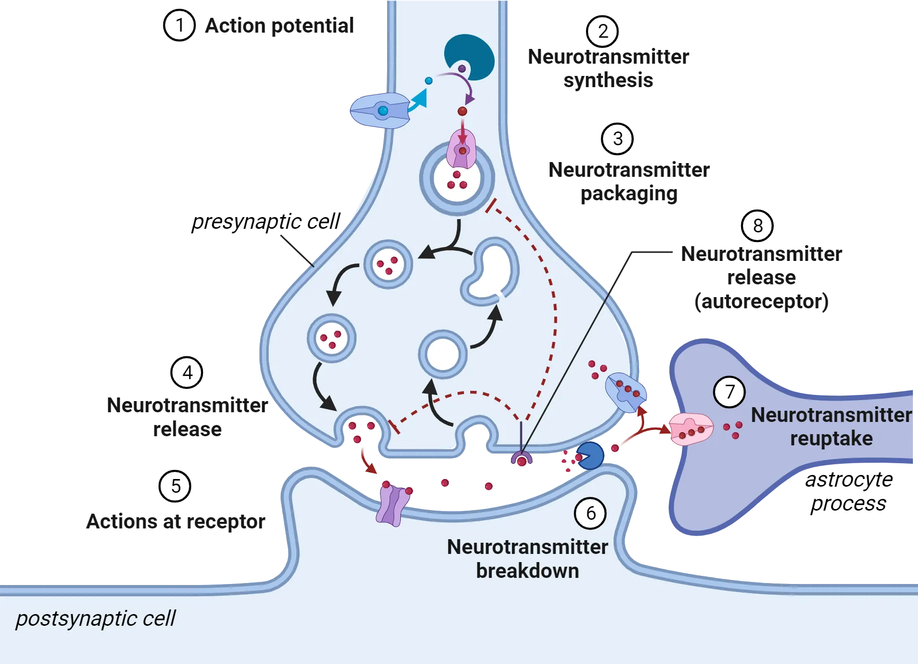 Diagram of a synapse, including astrocytic process wrapping around one side of it. The 7 steps described in the main text as sites of drug modulation are each labeled. Step 8, not in text, is “neurotransmitter release (autoreceptor).