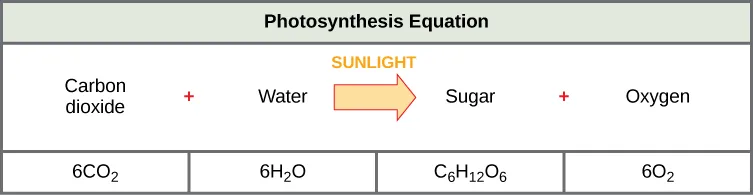 The photosynthesis equation is shown. According to this equation, six carbon dioxide and six water molecules produce one sugar molecule and six oxygen molecules. The sugar molecule is made of six carbons, twelve hydrogens, and six oxygens. Sunlight is used as an energy source.