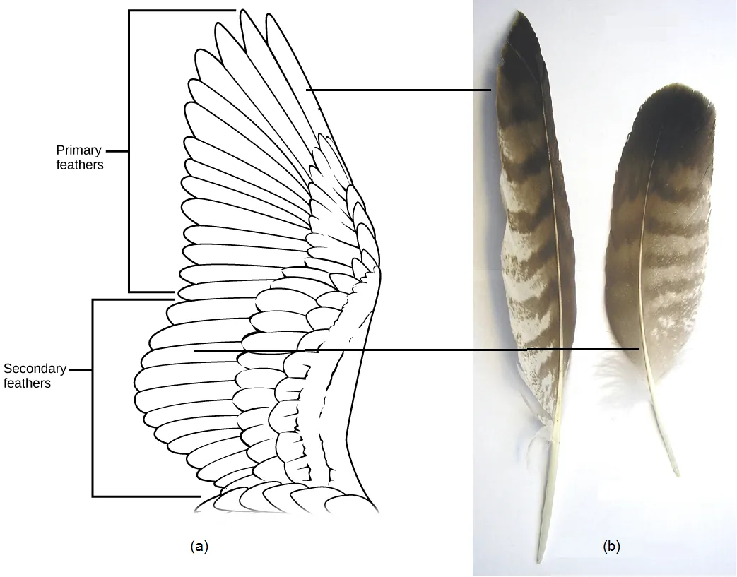 Illustration A shows a bird's wing. Primary feathers fan out and back from the outer part of the wing. Secondary feathers extend back from the inner part of the wing. Photo B shows individual primary and secondary feathers. The primary feather is long and slender. The secondary feather is shorter and wider.