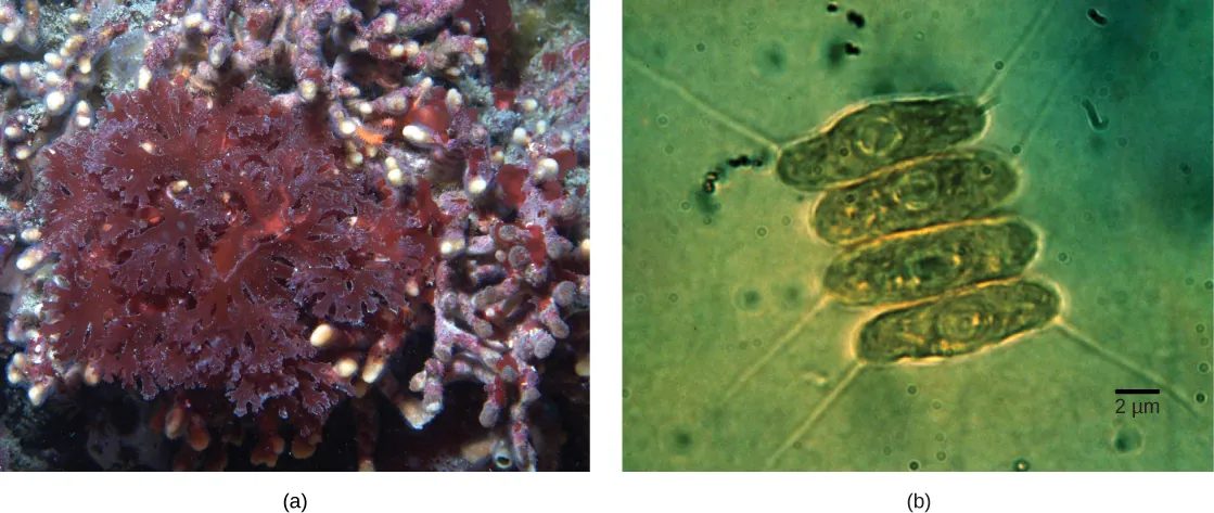 Part a shows red algae with lettuce-like leaves. Part b shows four oval green algae cells stacked next to each other. The green algae cells are about 2 micrometers across and 10 micrometers long.